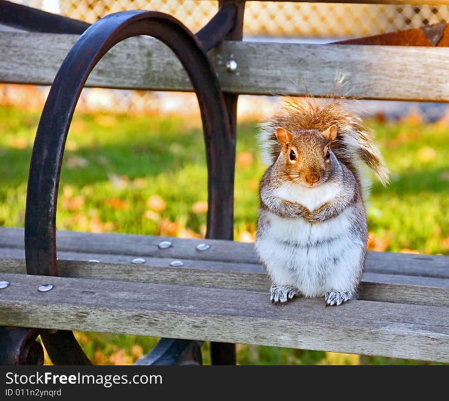 Well-fed squirrel on a bench