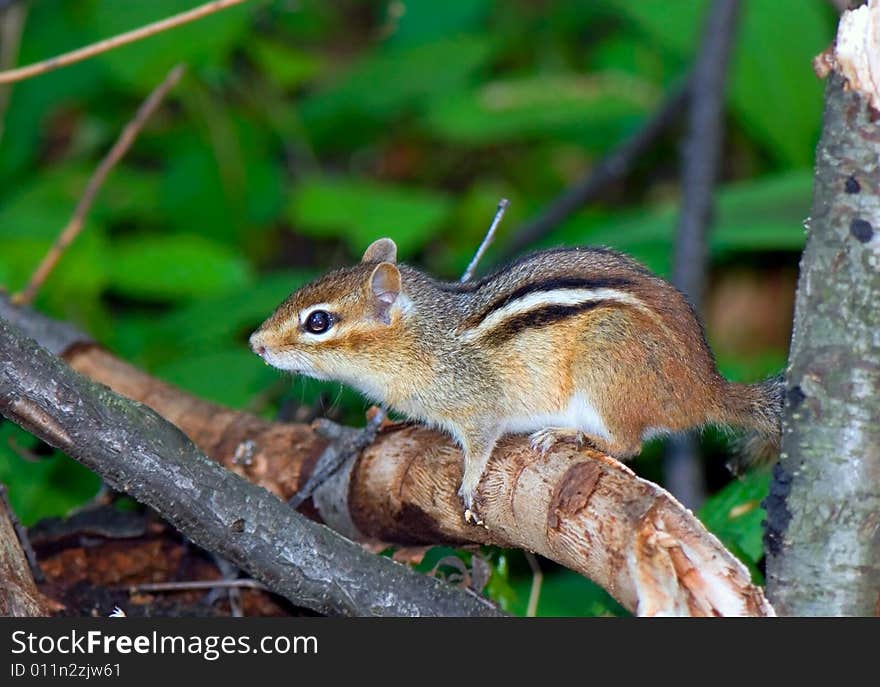 A hackee carefully got out on a stump