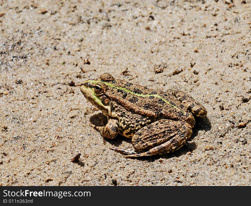 Green frog in a dirt