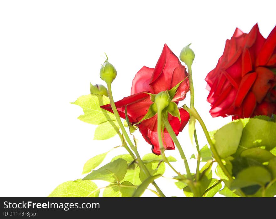 Red Roses Under The Sunlight