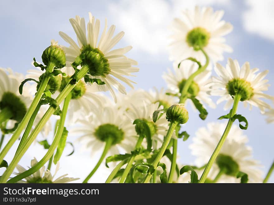 Wild Daisy Under The Sky