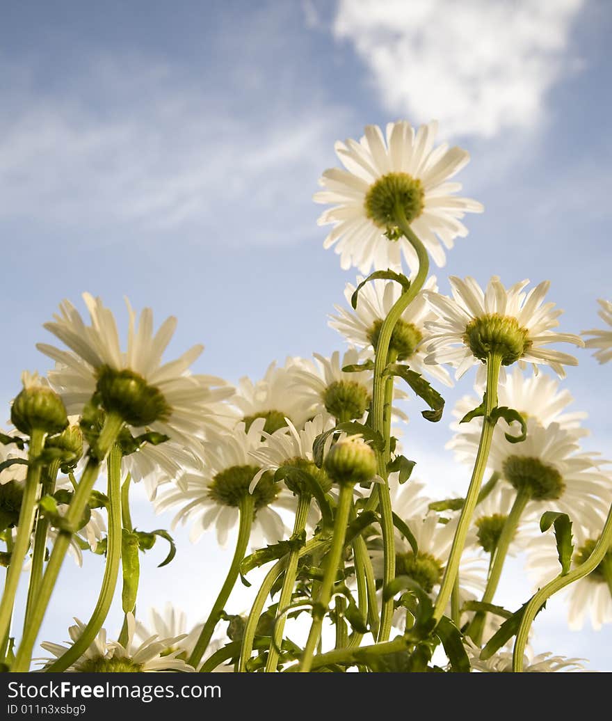 Wild Daisy Under The Cloudscape