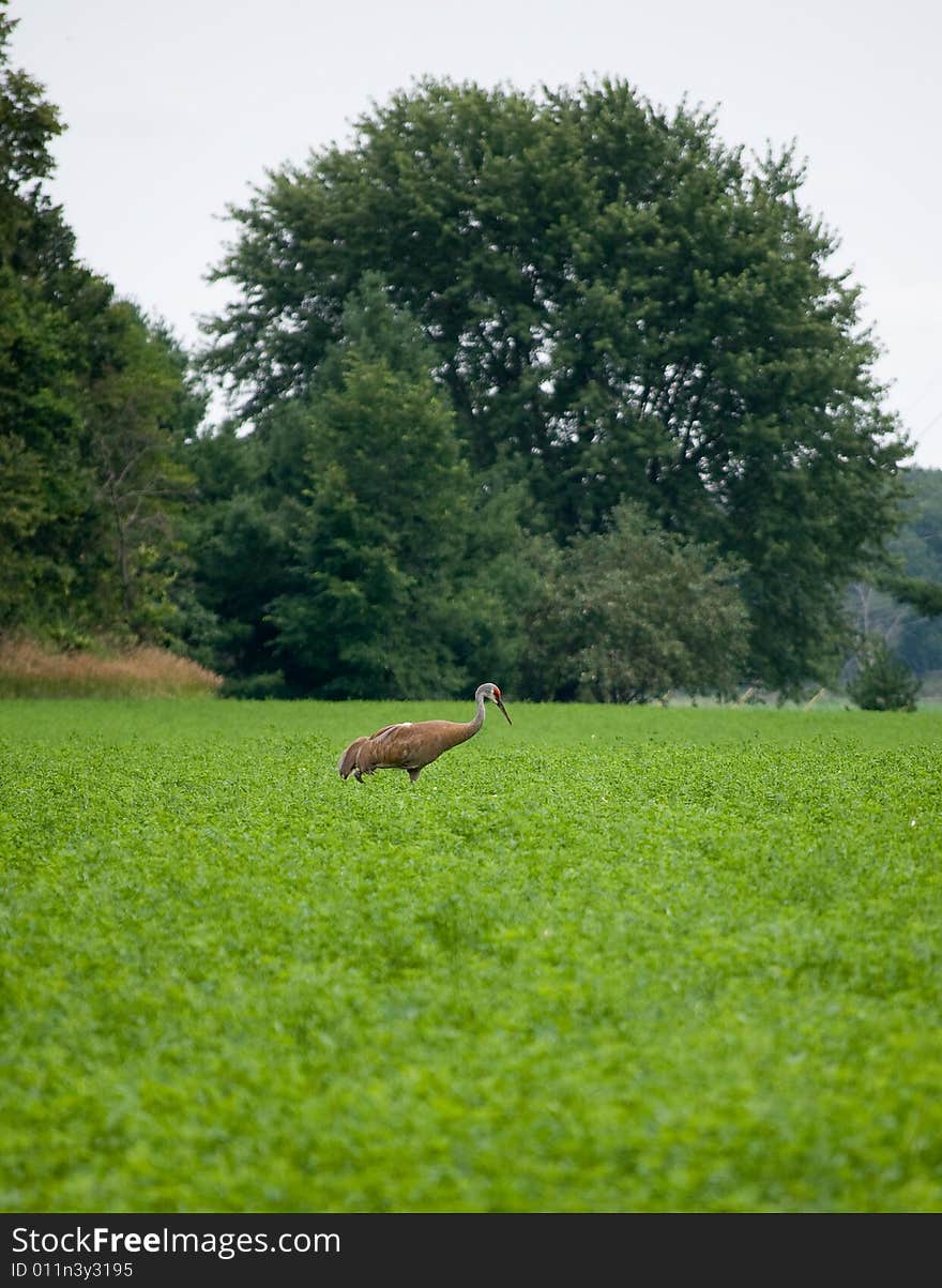 Sandhill Crane