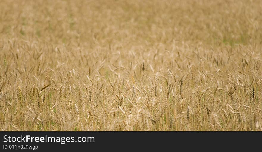 Wheat Field