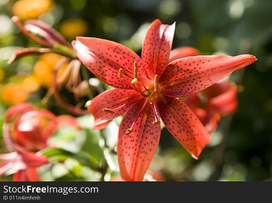 Red Lily Under The Sunlight