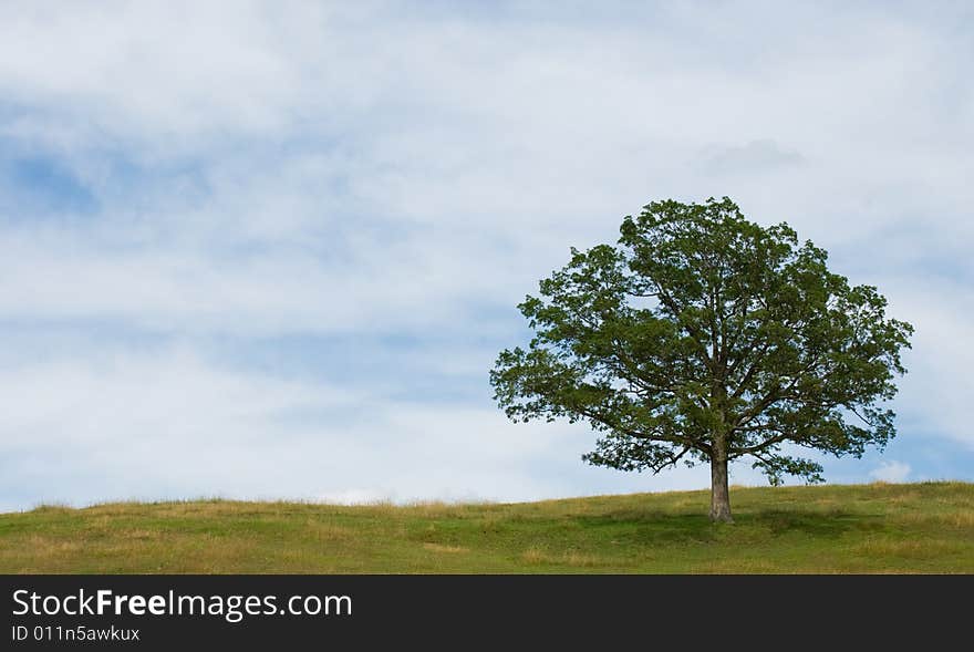 A single tree on top of a hill. A single tree on top of a hill