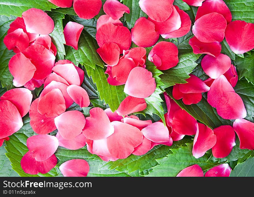 Green Leafs and Red Rose Petals Background. Green Leafs and Red Rose Petals Background