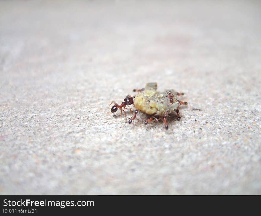 Ants and food on the ground