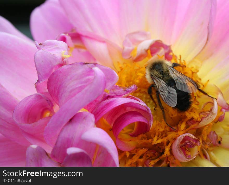 Bumble bee on a pink mum in a flower garden. Bumble bee on a pink mum in a flower garden