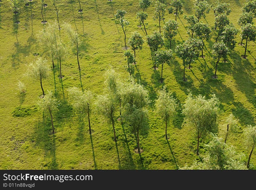 The willow and camphor tree grove on the meadow in the spring morning sunshine. The willow and camphor tree grove on the meadow in the spring morning sunshine.