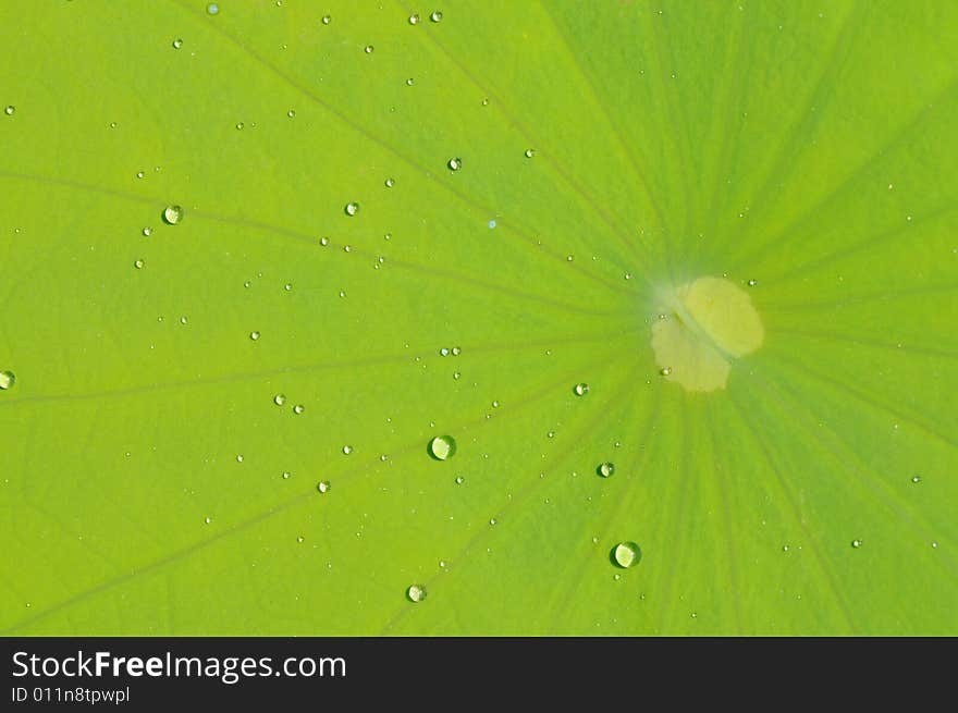 The lotus leave with water drop