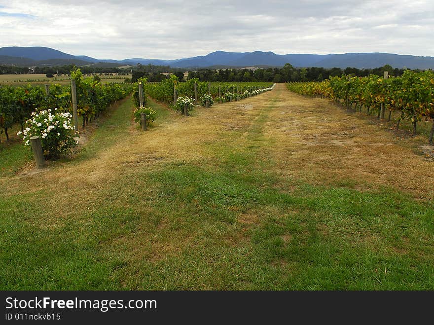 Vineyard in Field with Flower