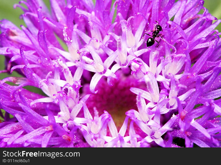 Purple Flower and Black Ant