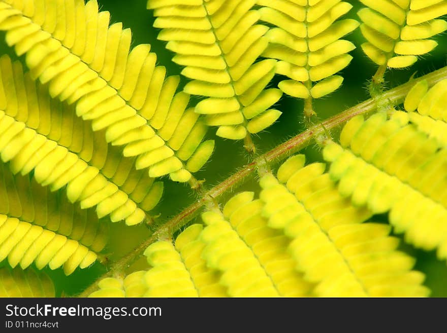 Close up of yellow bipinnate left as background. Close up of yellow bipinnate left as background.