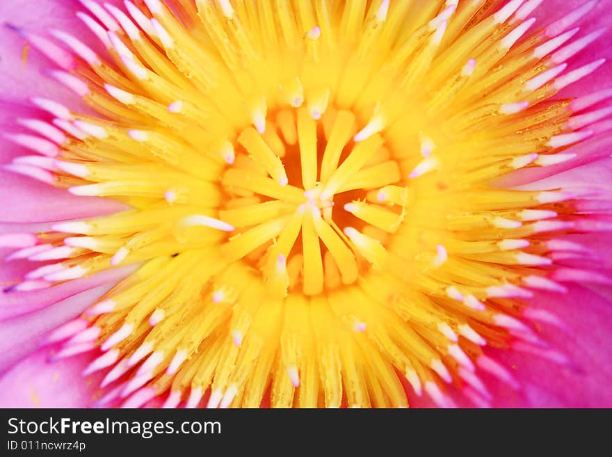 Center close up of waterlily from top.