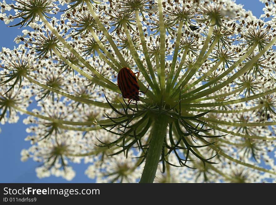 Beatle on flower