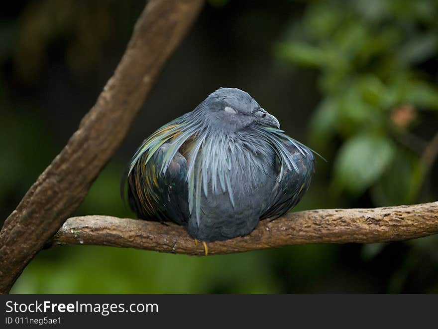 Bird sleeping