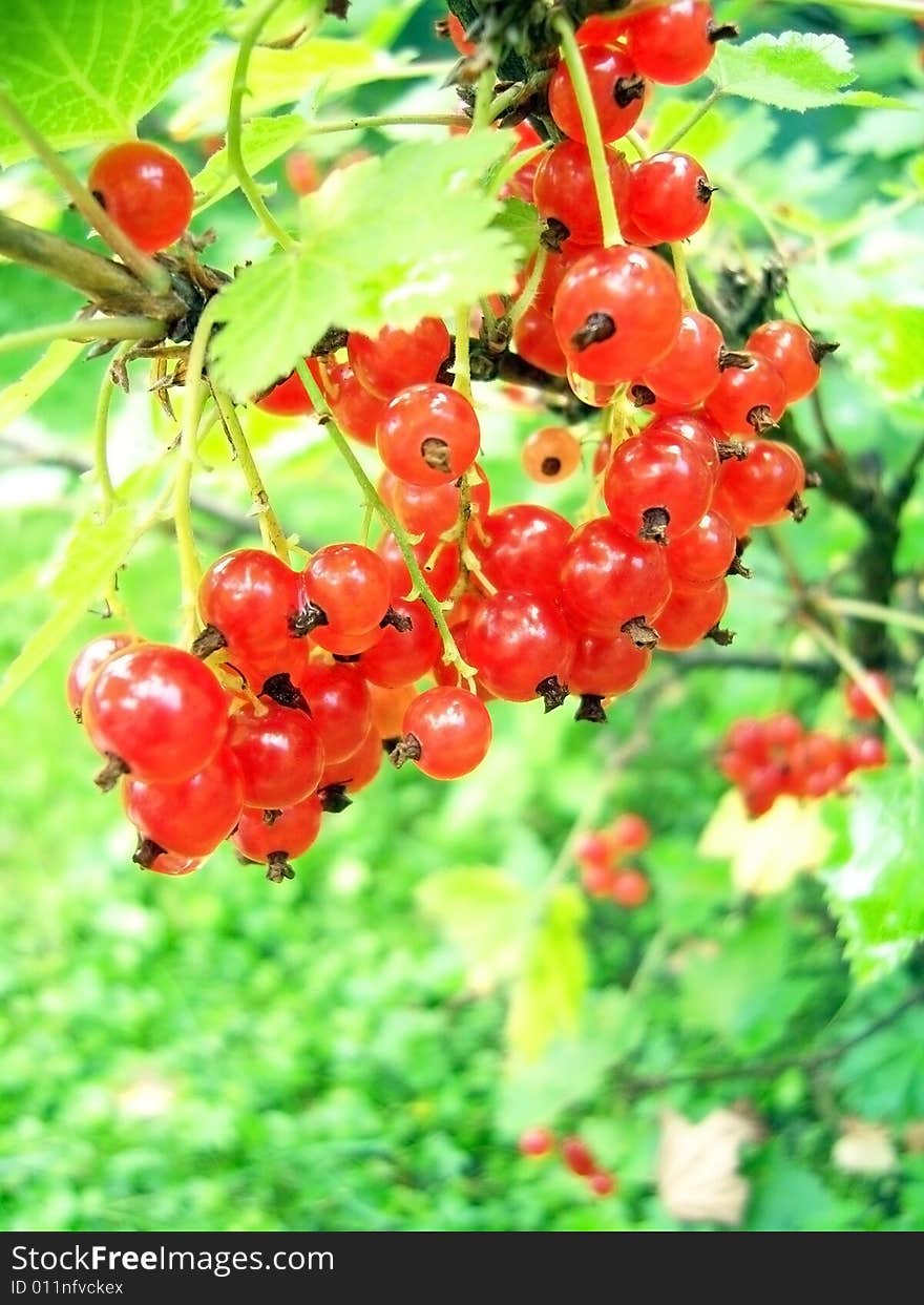 Jucy Red Currant