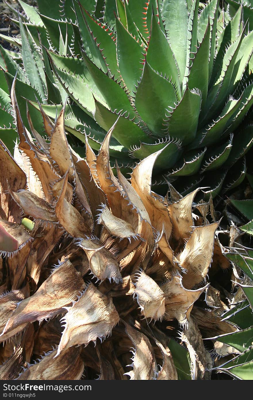 Green Agave plant with a withered Agave in the foreground. Green Agave plant with a withered Agave in the foreground.