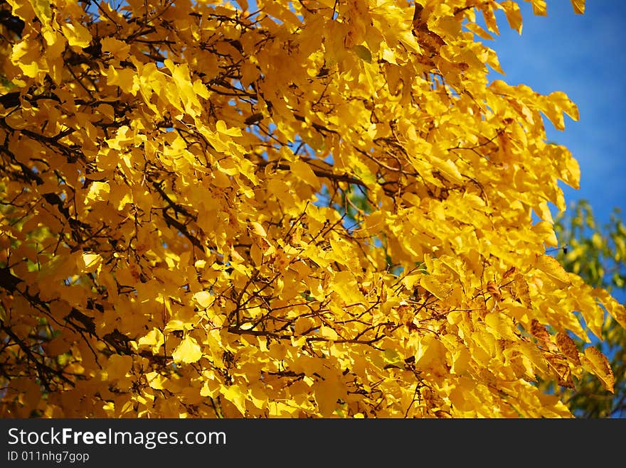 Autumn tree over blue sky