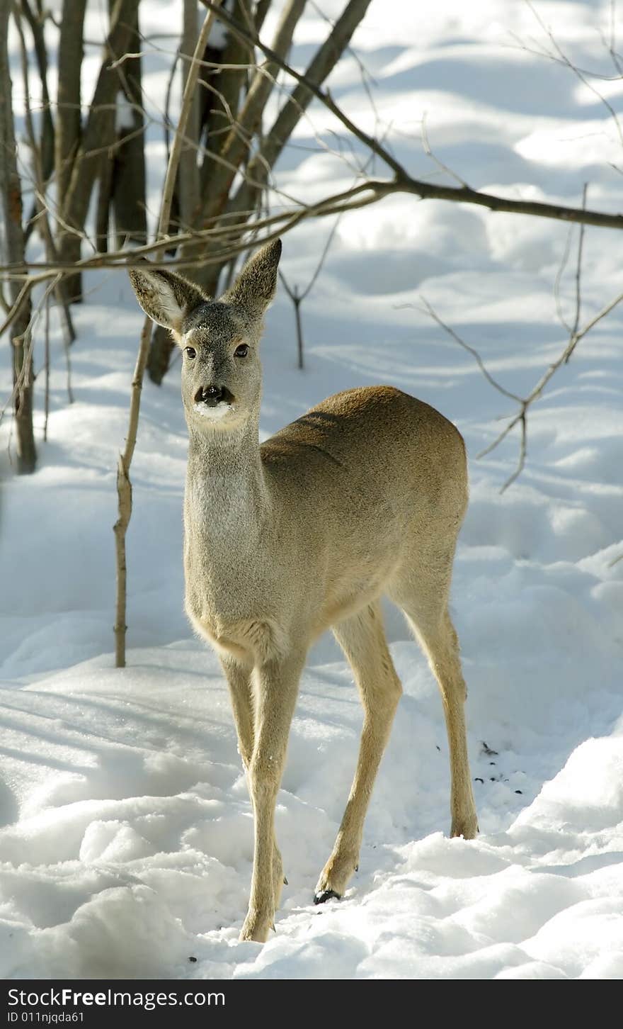 Roe deer.