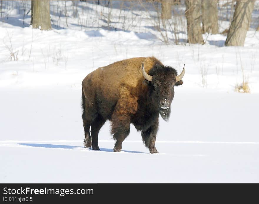 Great bison. Russian nature, wilderness world.