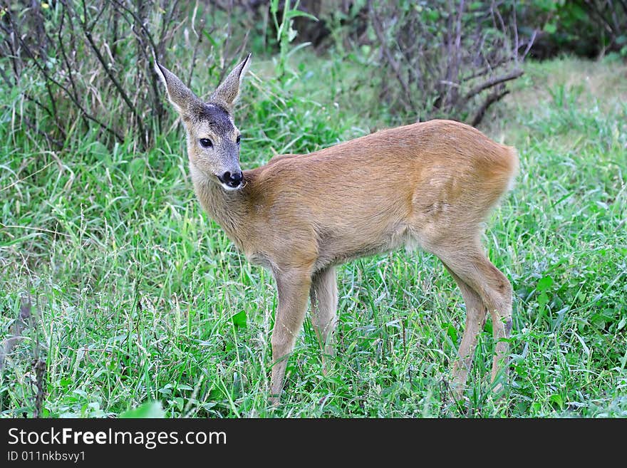 Roe deer. Russian nature, wilderness world.