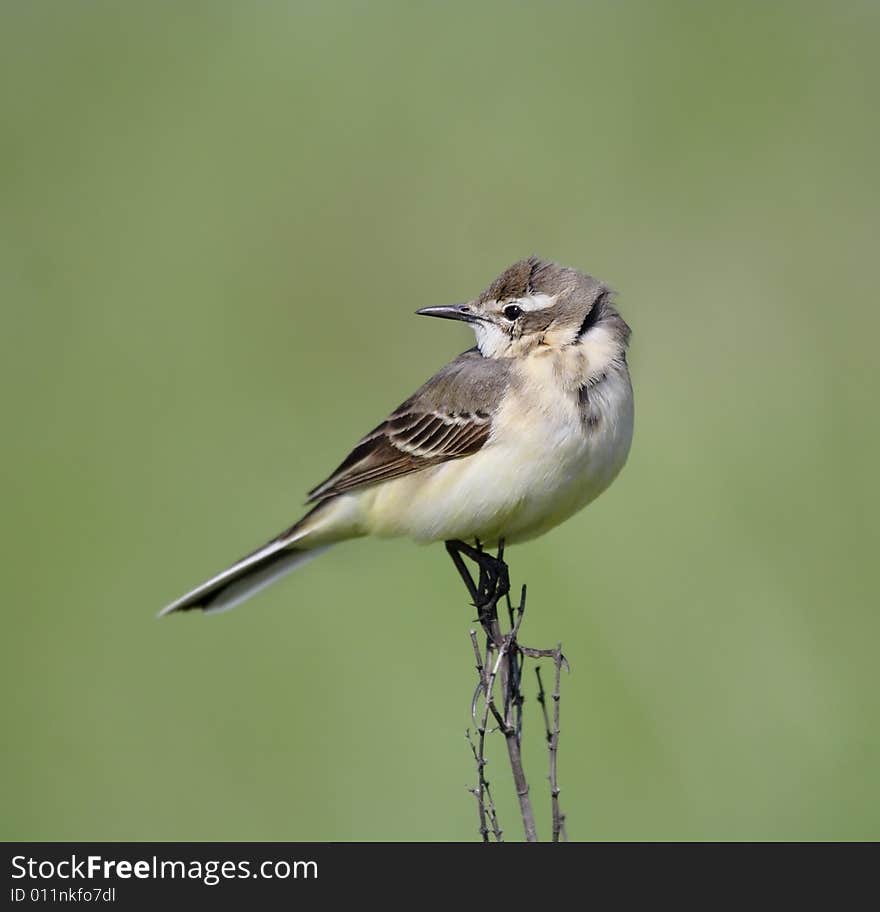 Wagtail.