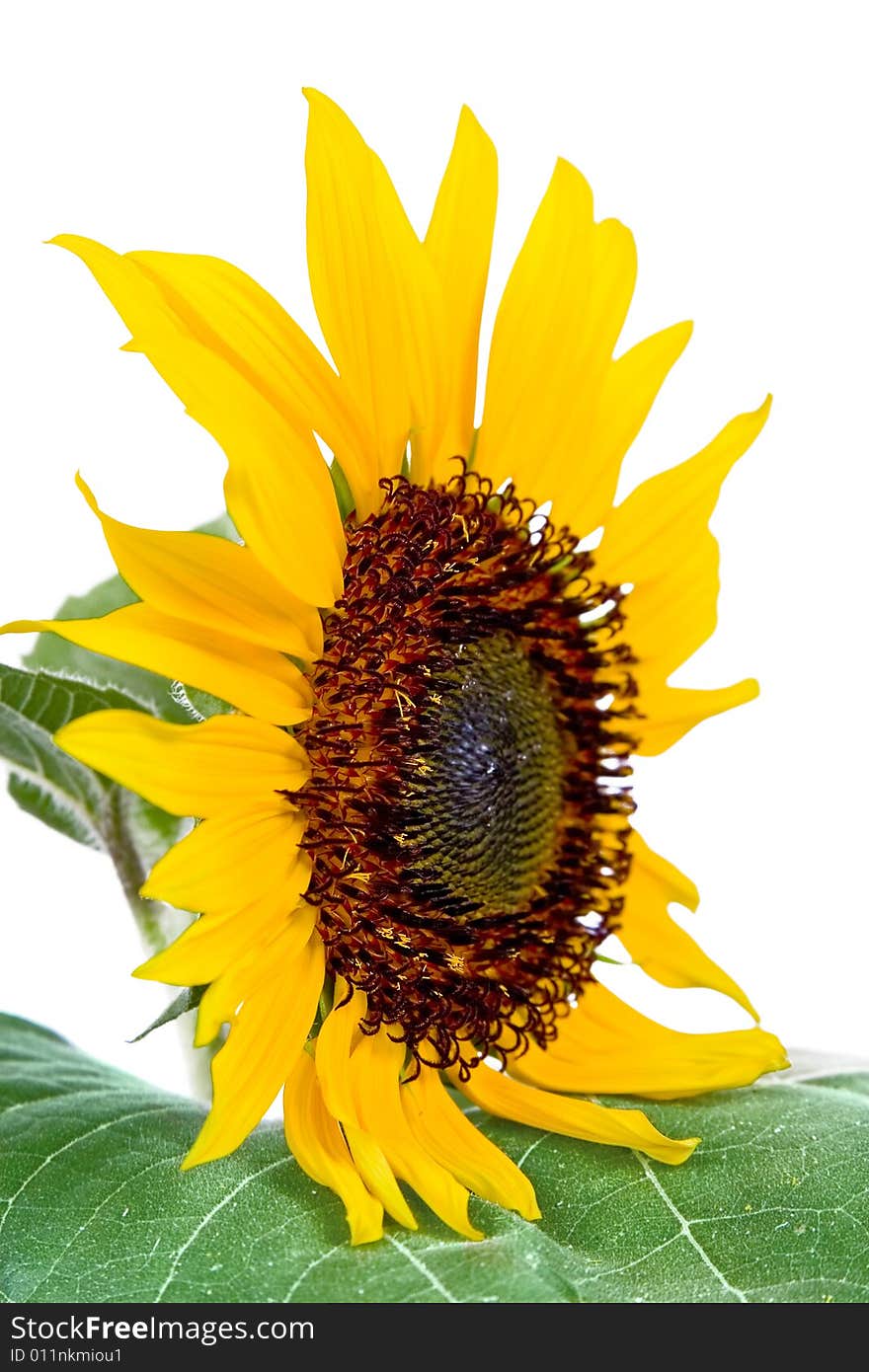 Beautiful Sunflower isolated on white