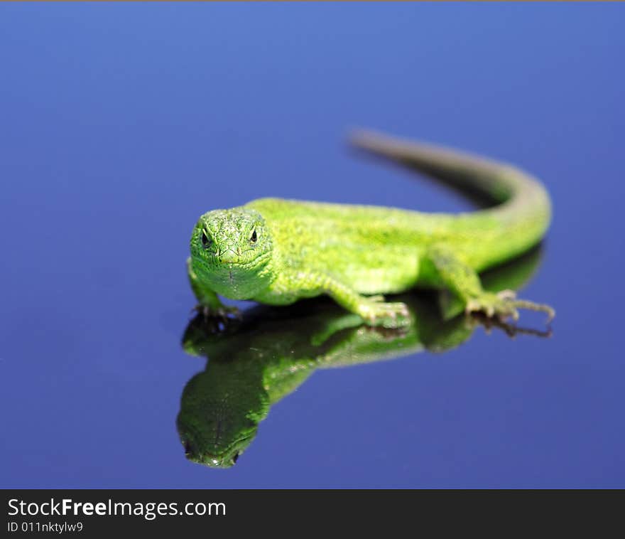 Green lizard over the blue background with reflection effect