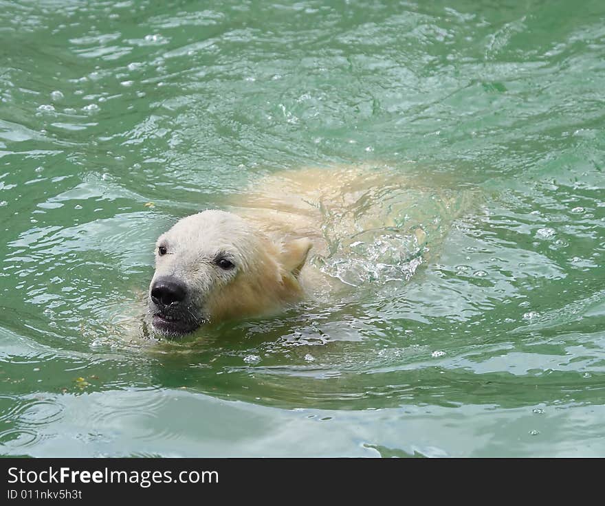 Great white north bear. Russian nature, wilderness world.