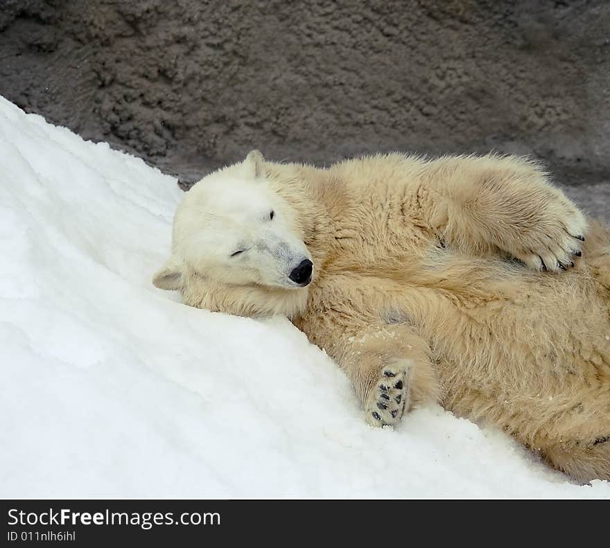 Great white north bear. Russian nature, wilderness world.