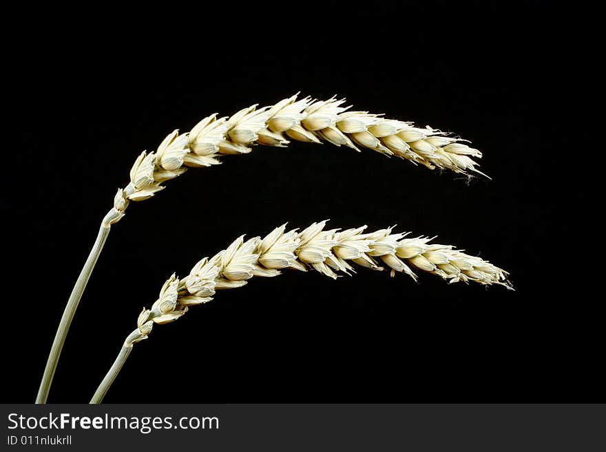 Ears Of Wheat On Black Background