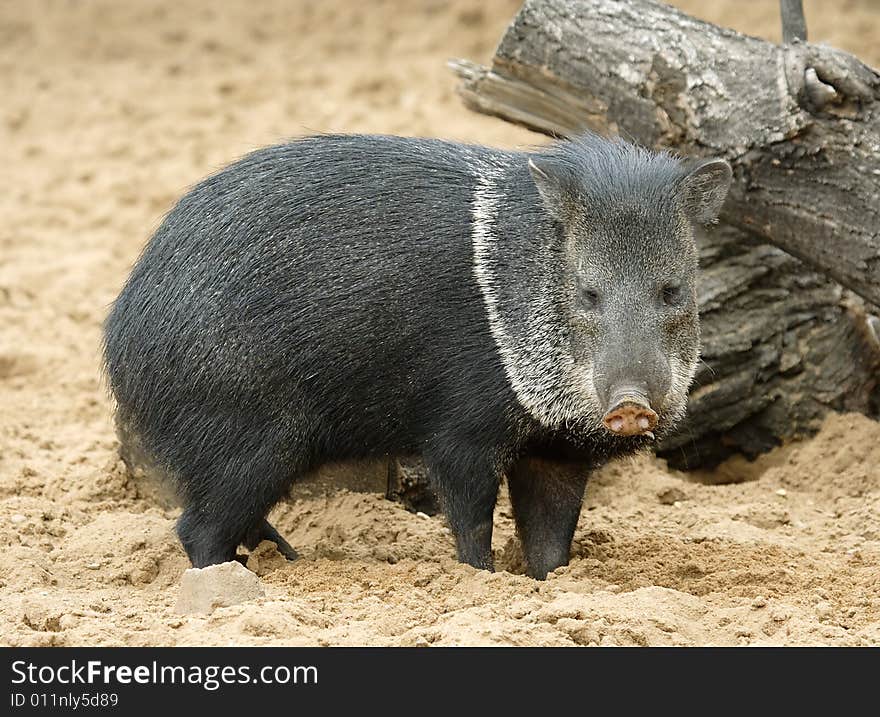 Pig. Russian nature, wilderness world.