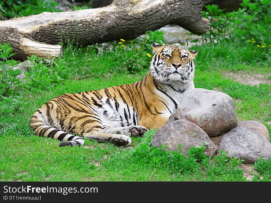 Great tiger. Russian nature, wilderness world.