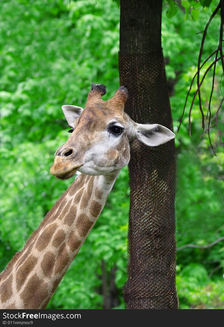 Giraffe. Russian nature, wilderness world.