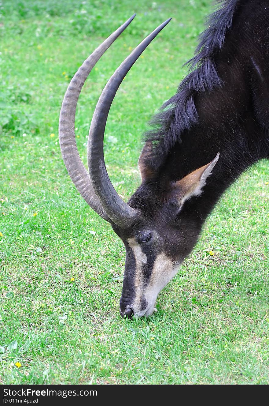 Antelope over the green grass background