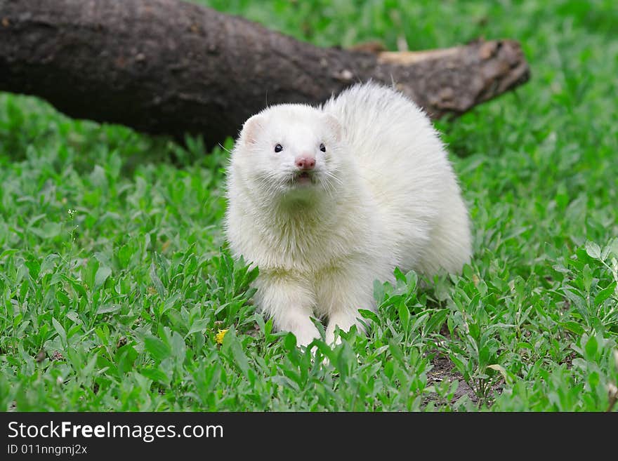 Polecat. Russian nature, wilderness world.