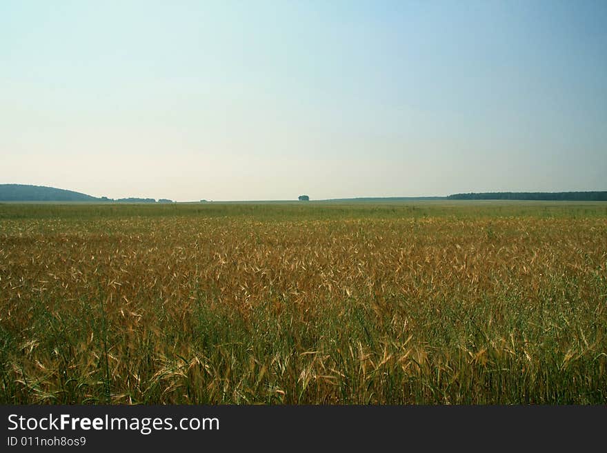 Summer Landscape