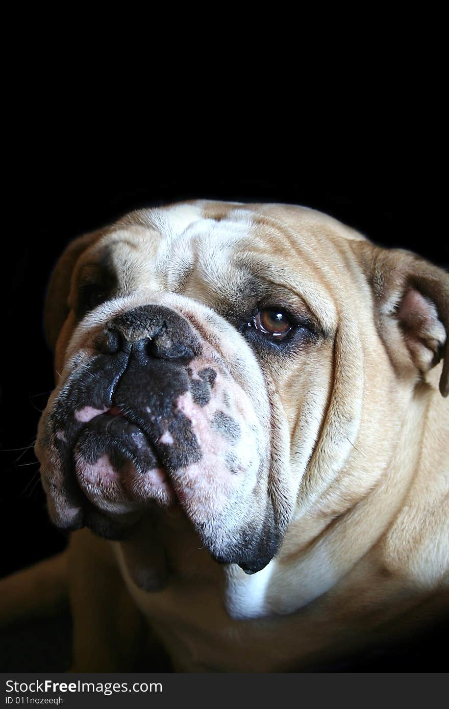 A portrait of a pedigree bulldog. A portrait of a pedigree bulldog