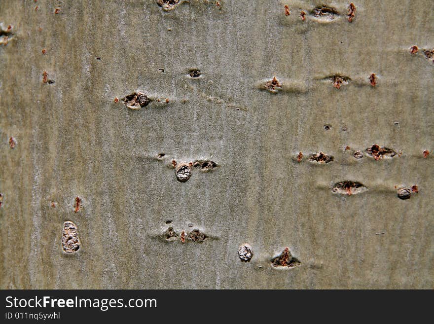 Bark Texture, Macro Nature Image Background