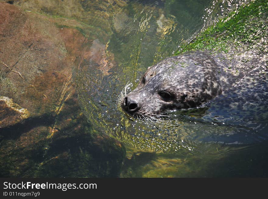 Scottish grey seal comming into shore in south uist scotland. Scottish grey seal comming into shore in south uist scotland