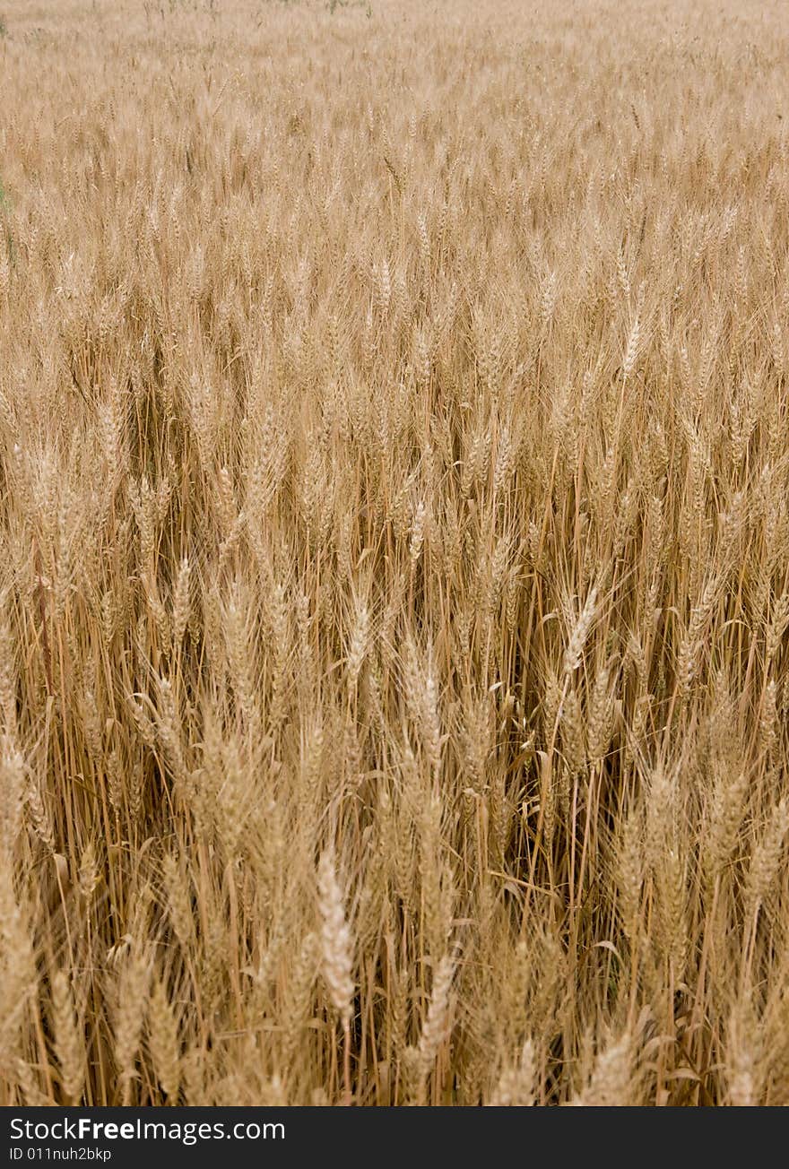 Wheat