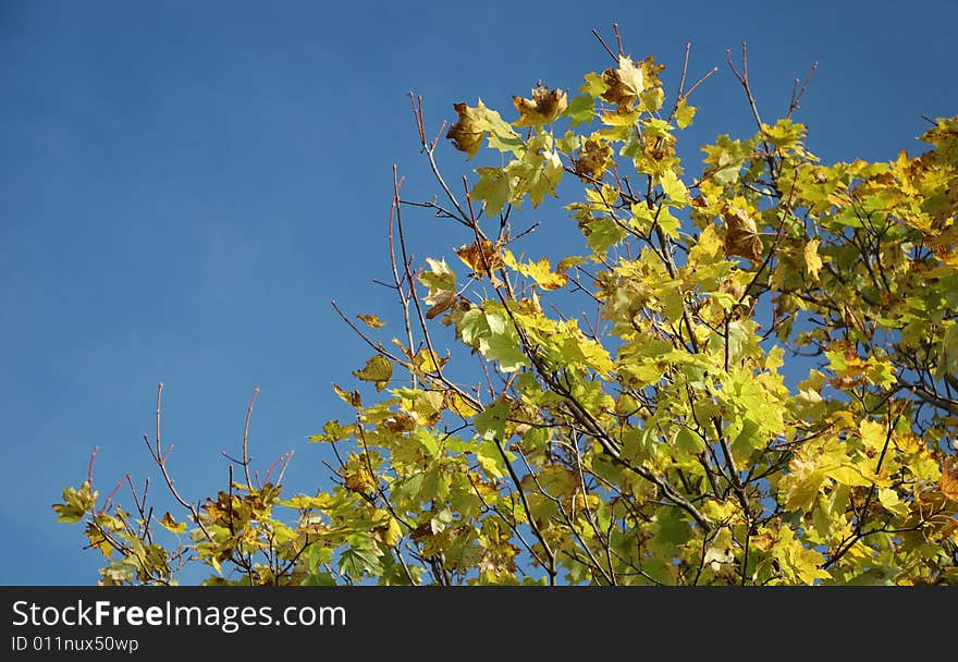 Autumn tints - yellow leaves background. Autumn tints - yellow leaves background