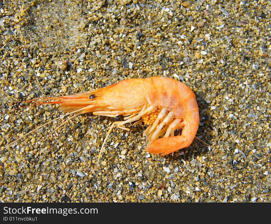 The shrimp on a background of sand