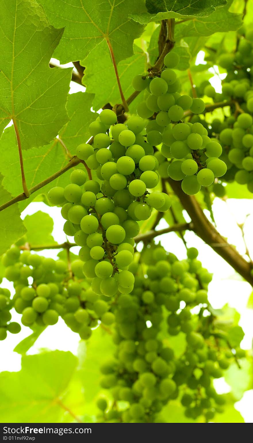 Grapes ripening on the vine