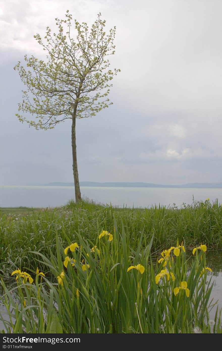 Single tree on the beach