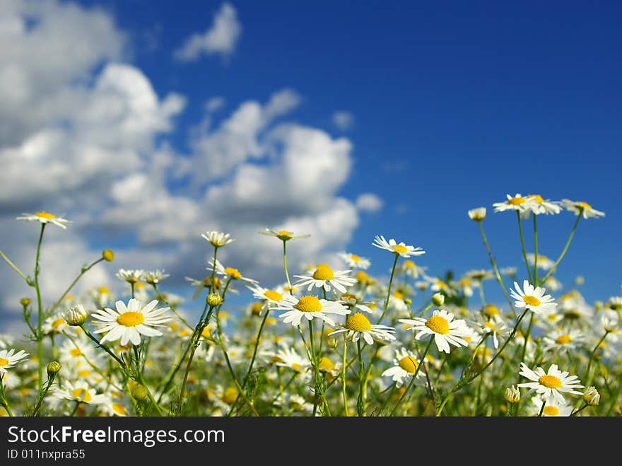 Camomiles on cloudy sky