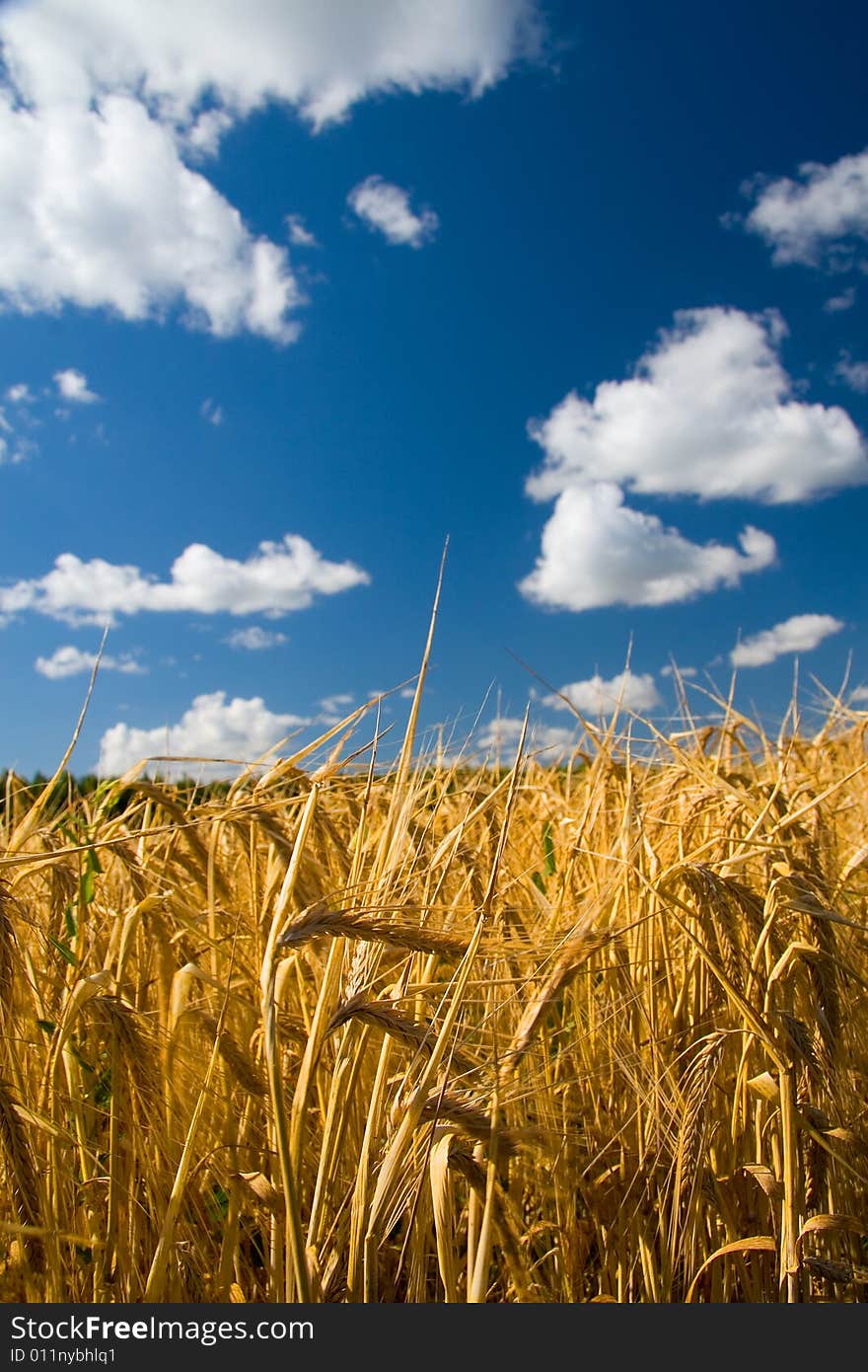 Summer landscape. Russia. Sky and wheat