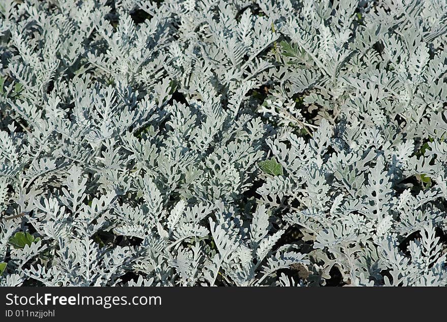 Sunlit grey decorative plants on a flowerbed in Tsaritsino park